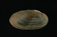 藏品(石蚌)的圖片